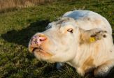LA MUCCA MIMMO